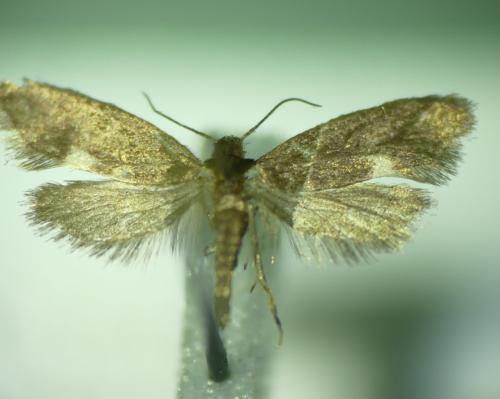 Réf. 316 815 : Lampronia morosa